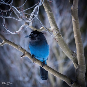 Steller&#39;s Jay Print - Bird Photos - Colorado Bird Watching - Birding Gifts - Wall Art, Home Decor, Gift - Fine Art Wildlife Photography
