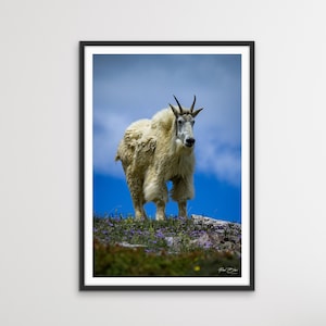 Mountain Goat Portrait Photo - Wild Animal Scenic Print - Wall Art, Home Decor, Gift - Fine Art Wildlife Photography