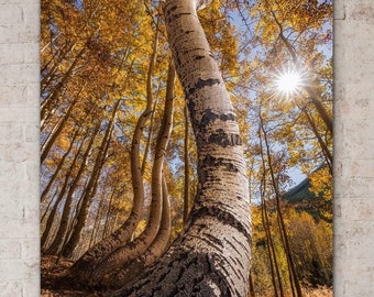 Dancing Aspens Print | Golden Aspen Trees Wall Art | Colorado Fall Forest Landscape Photography | Autumn Nature Decor