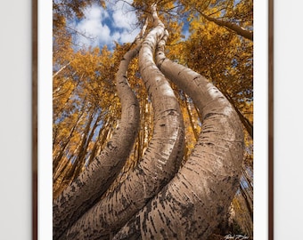 San Juan Mountains Fall Aspen Trees Wall Art, Ophir Colorado Landscape Photography Print, Autumn Mountain Decor, Rustic Nature Photo