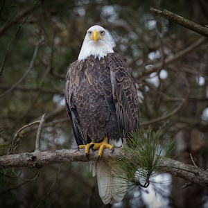 American Bald Eagle in Evergreen Forest Photo - Bird Prints - Birding Gifts - Wall Art, Home Decor, Gift - Fine Art Wildlife Photography
