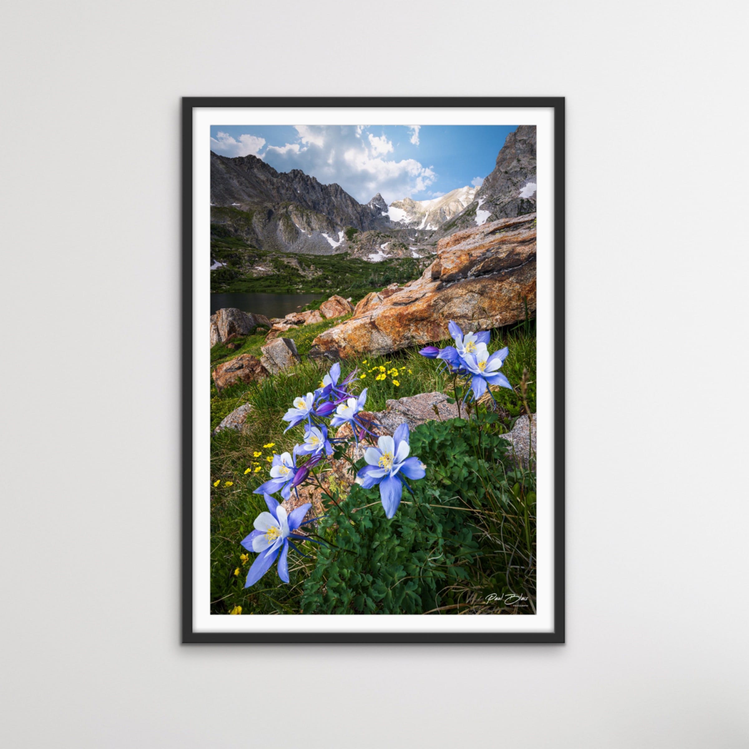 Columbine Flower Photo - Colorado Purple Wildflowers Print - Indian Peaks - Wall Art, Home Decor, Gift - Fine Art Landscape Photography