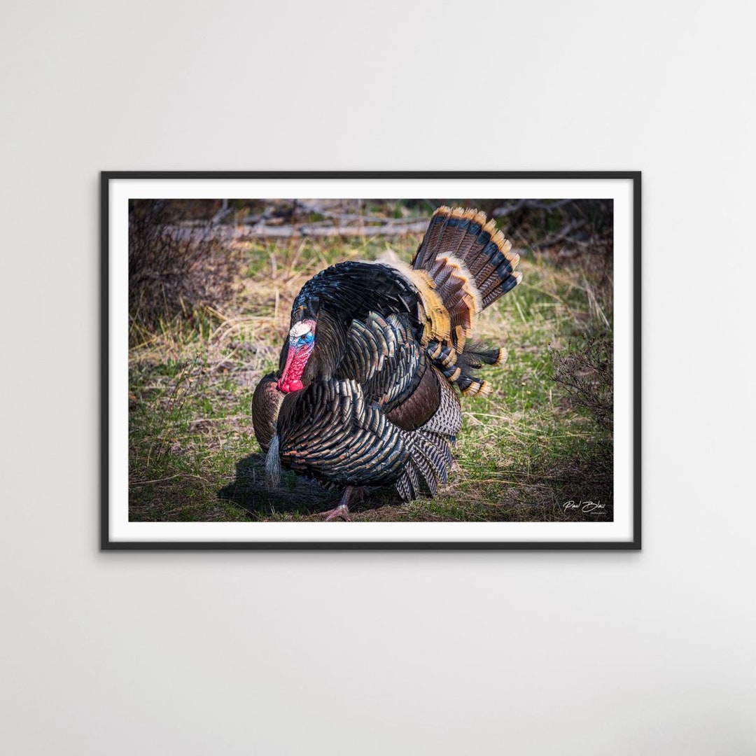 Turkey Print Thanksgiving Decor Fall Autumn Colors Bird Watching ...