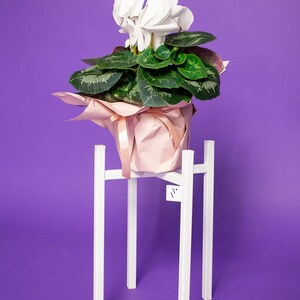 Op de afbeelding: Witte cyclamenplant in een roze papieren verpakking, op een witte metalen plantenstandaard tegen een paarse achtergrond.