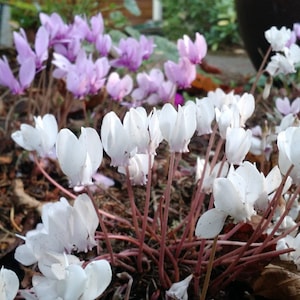 Cyclamen Hederifolium/Neapolitanum Hardy Perennial - 30 seeds from August 2022 harvest