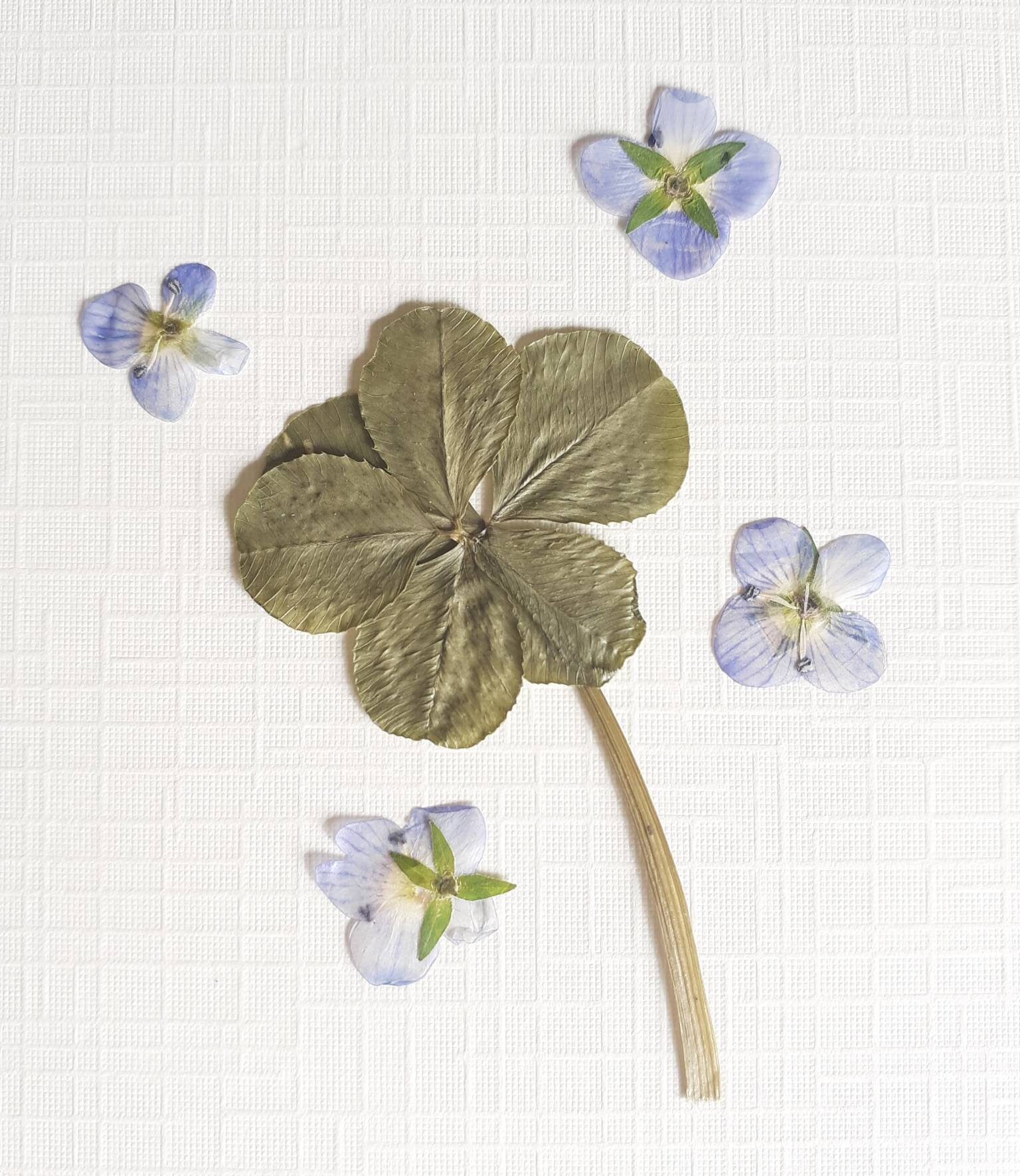 6 Feuilles Trèfle Véritable Rare Pressé Seché