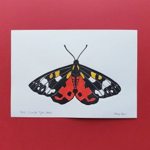 Op de afbeelding: Een zwart-witte illustratie van een scharlaken tijgermot met rode, gele en witte markeringen. De illustratie is op een witte achtergrond met de tekst "#15 Scarlet Tiger Moth" en "Mina Kerr" in de onderste hoeken.