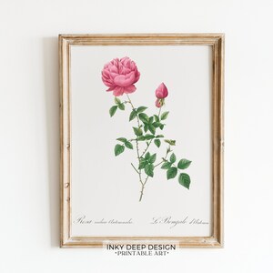 Vintage Rose Botanical Wall Art Vintage Botanical Print Pink Flower Print Cottage Core Decor Downloadable PRINTABLE Wall Art, No. 198
