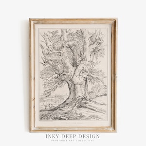 May include: A black and white vintage illustration of a large tree with branches reaching out. The tree is drawn in a detailed style, with the bark and leaves clearly visible. The tree is set against a background of a small town or village.