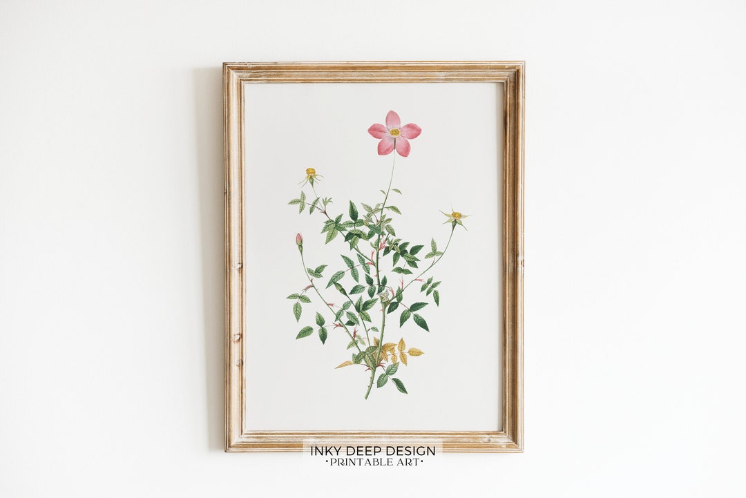 Vintage Botanical Print Vintage Rose Botanical Wall Art Antique Flower ...
