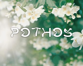 Pothos | Skin Scent EDP: Jasmine, Metallic Saffron, Cedar, Moss, Musk, Sugar