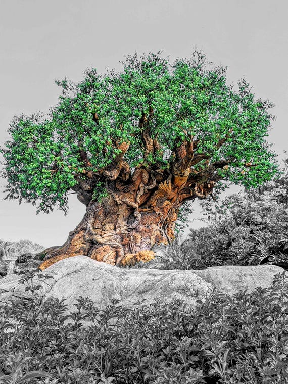 Tree of Life - 50th Anniversary - Disney's Animal Kingdom - Walt