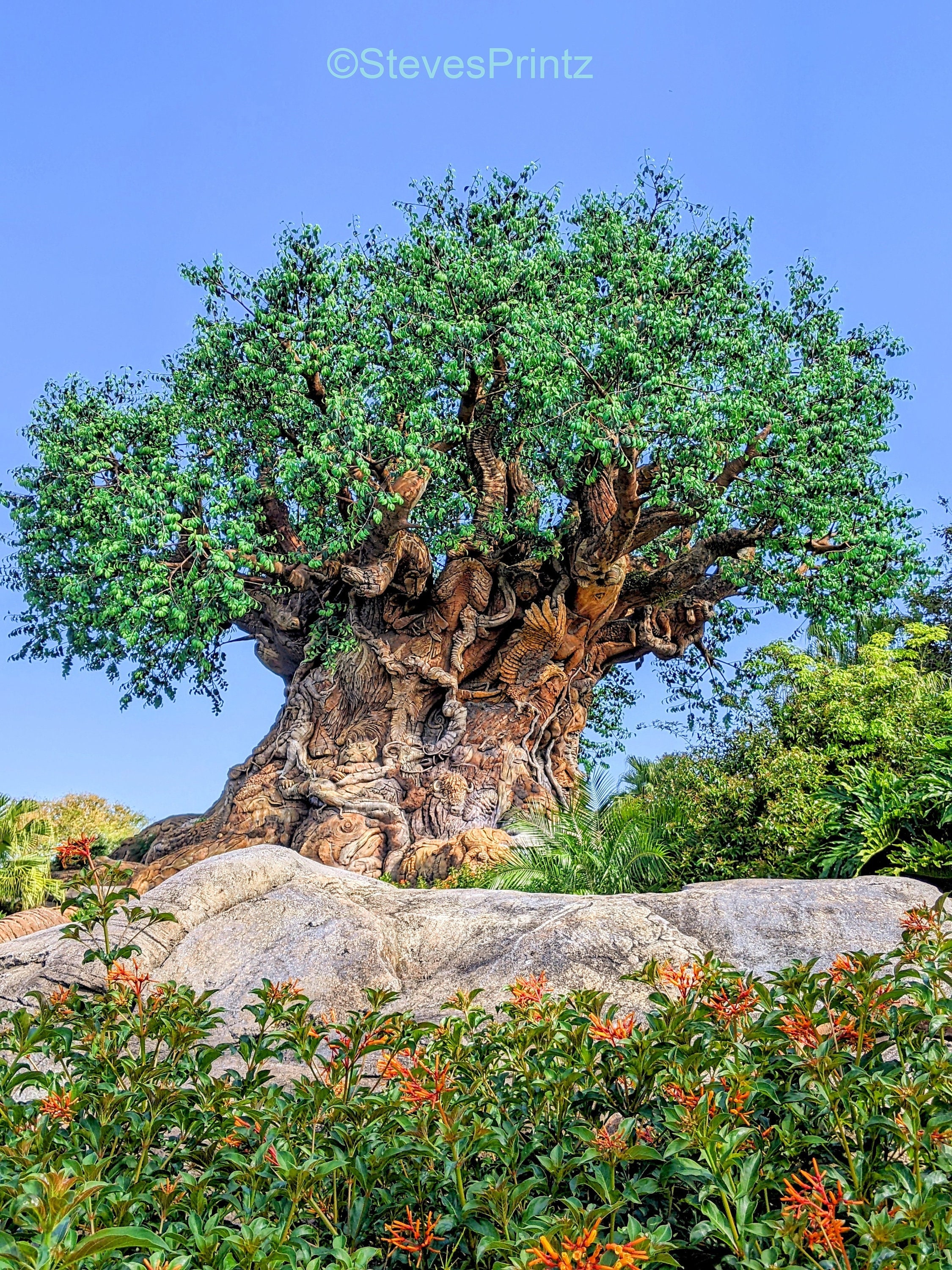 Tree of Life - 50th Anniversary - Disney's Animal Kingdom - Walt