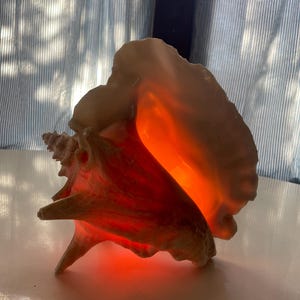 May include: A large, beige conch shell with a prominent spiral shape. The shell is illuminated from within, creating a warm, orange glow. The shell sits on a white surface, with a striped curtain in the background.