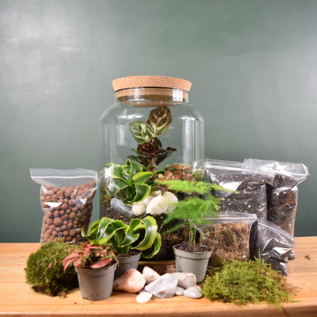Large Terrarium Kit With Plants X3 Plant Gift Moss Terranium Birthday