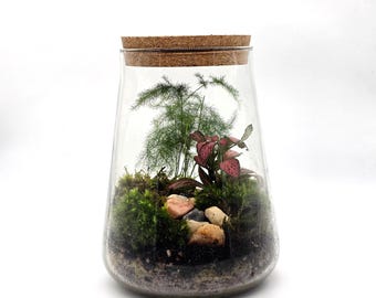 Kit para terrario de musgo DIY de 1,8 L – Biodomo de vidrio con plantas vivas