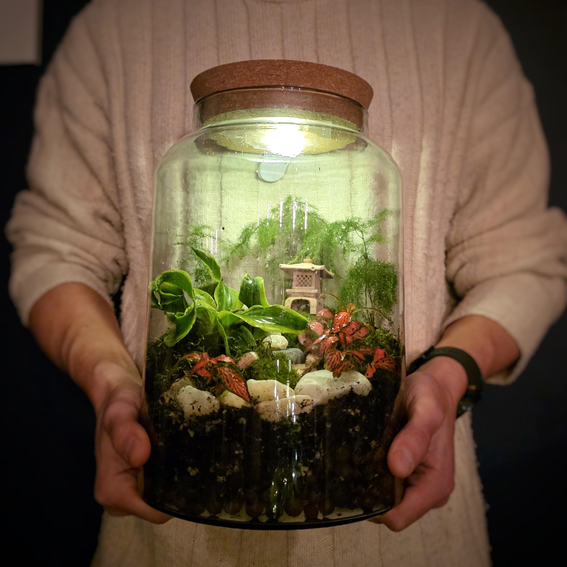 Large Terrarium Kit With Plants X3 - Plant Gift - Moss Terranium