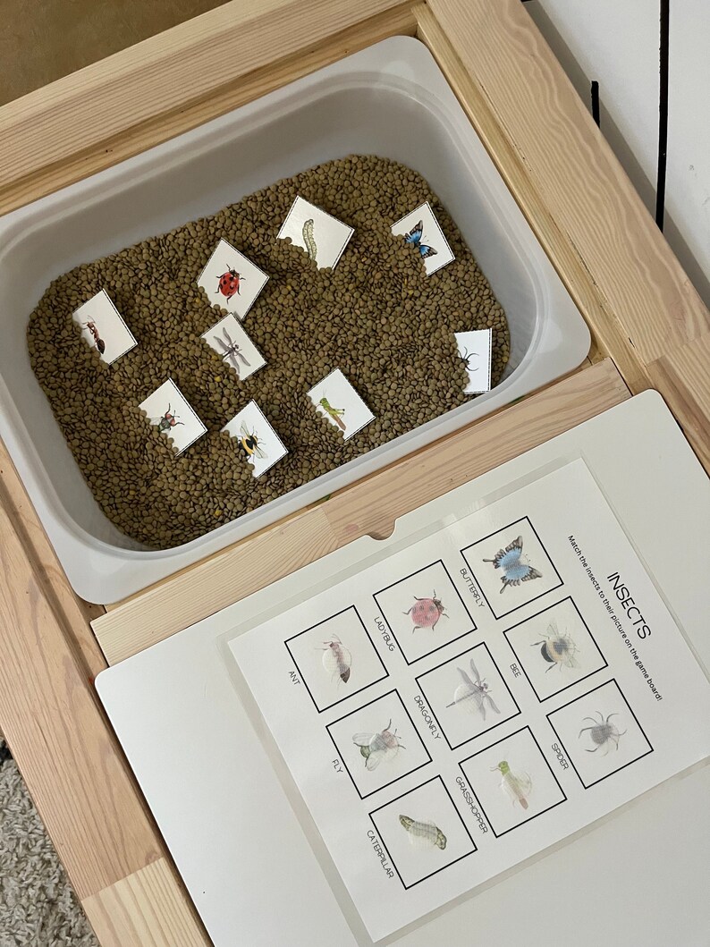 Insect Study Board Insect Matching Activity, Match 8 Different Insects, Insect Activity ...