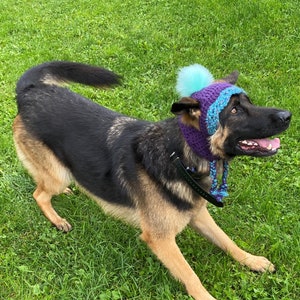 May include: A German Shepherd dog wearing a purple and blue knitted hat with a light blue pom-pom on top. The dog is standing on green grass.