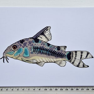 Peppered Cory Catfish A5 Print Corydoras Paleatus Illustration Fish Wall Art image 2