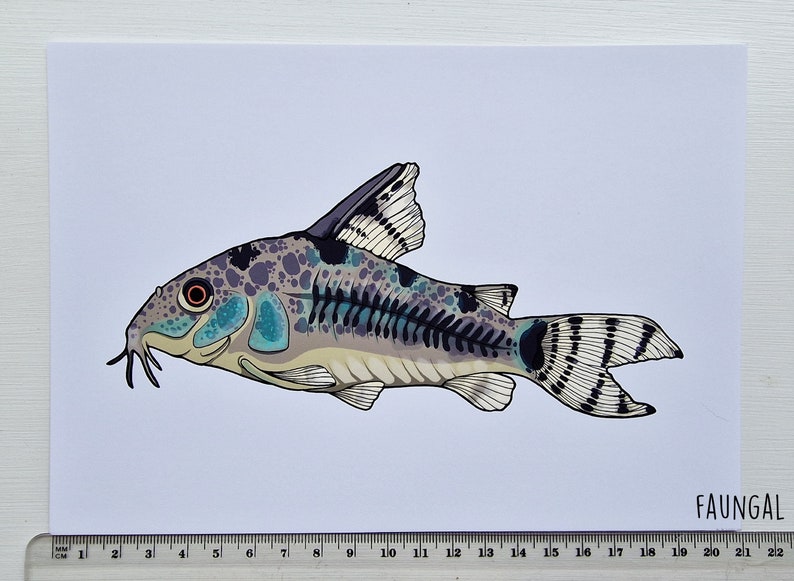 Peppered Cory Catfish A5 Print Corydoras Paleatus Illustration Fish Wall Art image 2