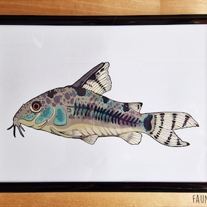 Peppered Cory Catfish A5 Print - Corydoras Paleatus Illustration - Fish Wall Art