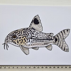 Three Stripe Cory Catfish A5 Art Print by UK Artist Corydoras Trilineatus Illustration Aquarium Fish Wall Painting image 2