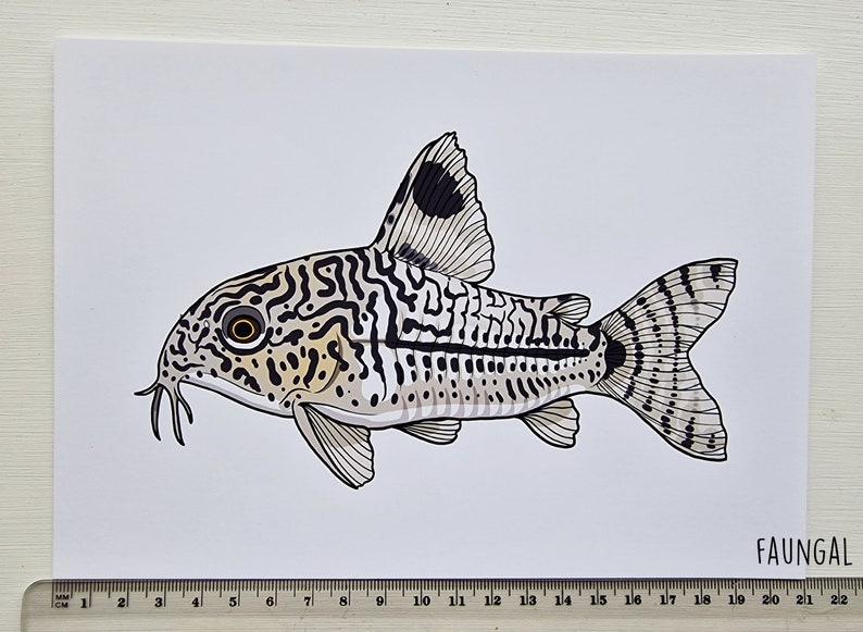 Three Stripe Cory Catfish A5 Art Print by UK Artist Corydoras Trilineatus Illustration Aquarium Fish Wall Painting image 2
