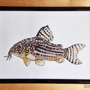 Sterba's Cory Catfish A5 Print - Corydoras Sterbai Illustration - Fish Wall Art