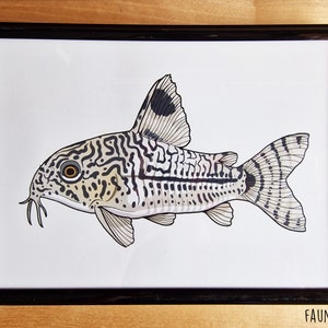 Three Stripe Cory Catfish A5 Art Print by UK Artist Corydoras Trilineatus Illustration Aquarium Fish Wall Painting image 1