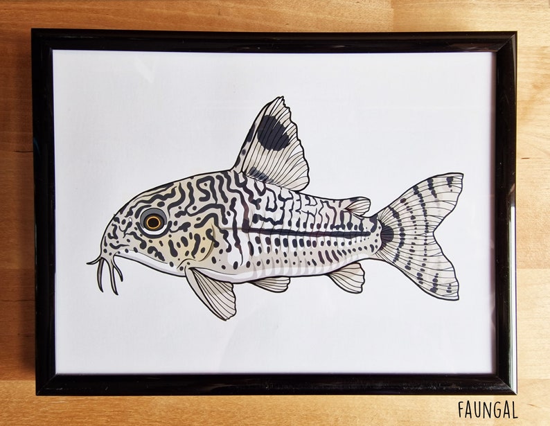 Three Stripe Cory Catfish A5 Art Print by UK Artist Corydoras Trilineatus Illustration Aquarium Fish Wall Painting image 1