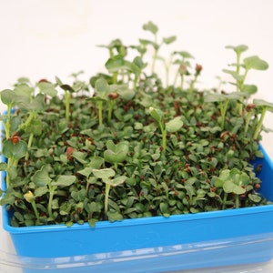 Microgreens Grow Kit