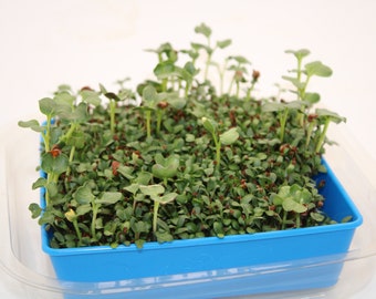 Microgreens Grow Kit