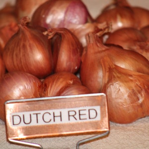Dutch Red Shallots