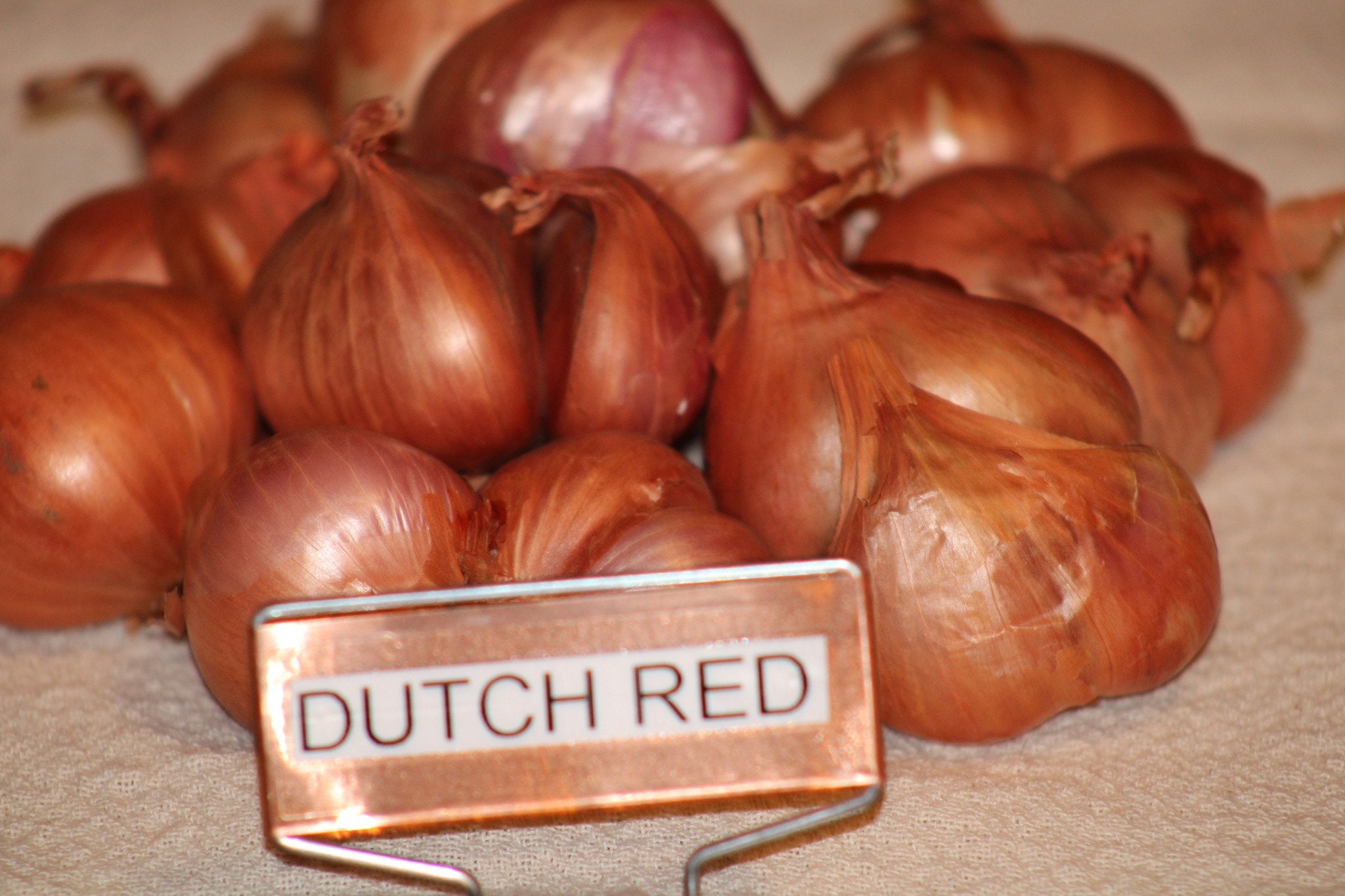 Dutch Red Shallot