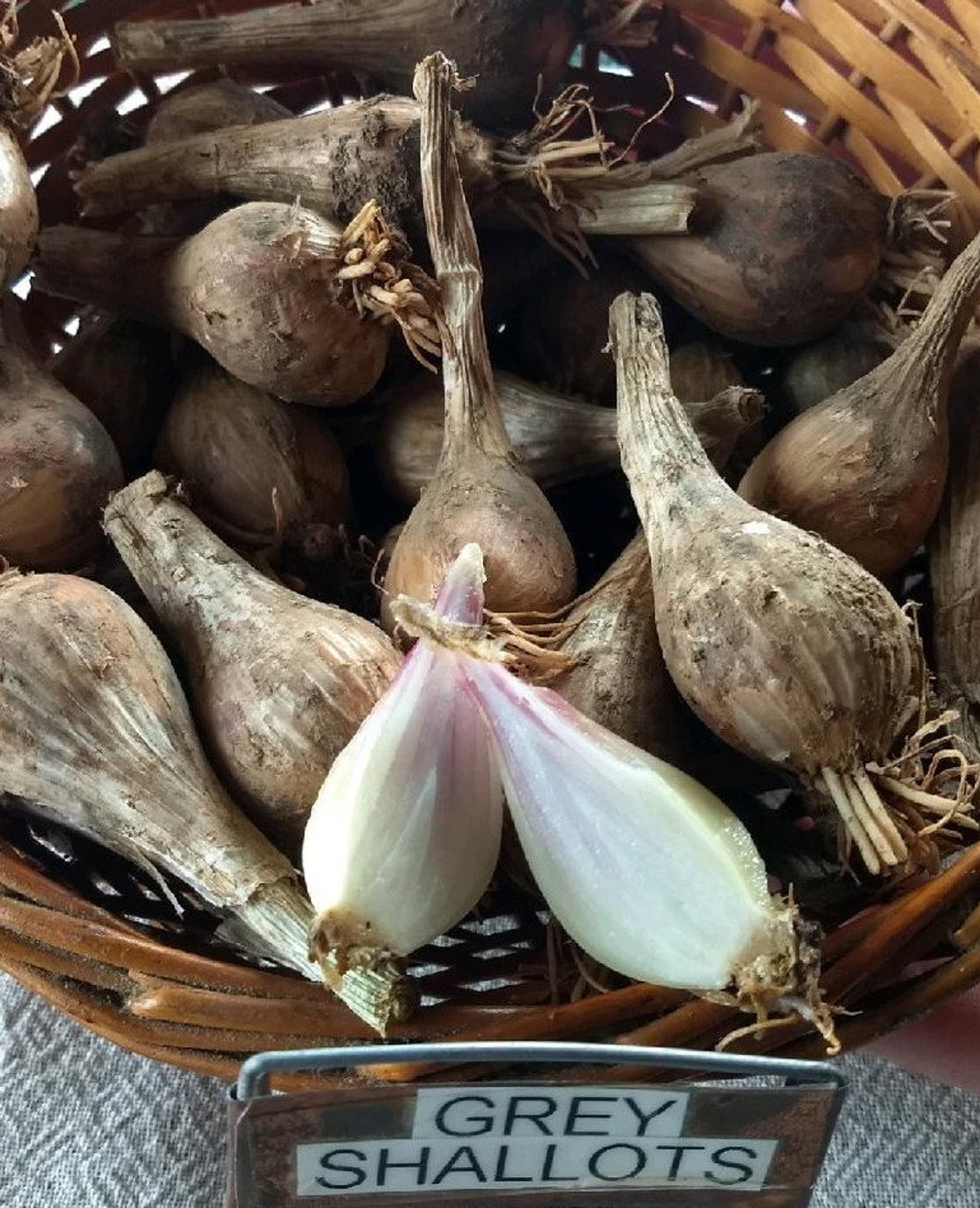 French Grey Shallot Sets seed Etsy