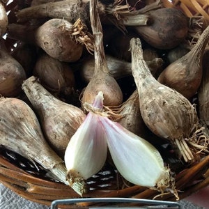 French Grey Shallot Sets (seed)