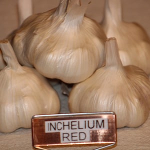 Inchelium Red Seed Garlic