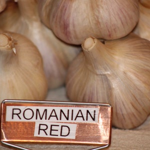 Romanian Red Seed Garlic