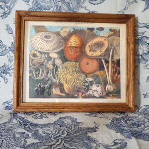 Antique Edible Mushroom Art | Vintage Whimsical Botanical Print | Digital Printable Downloadable