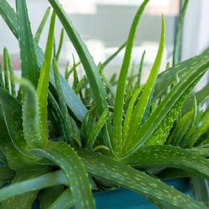 Small Aloe Vera (Aloe barbadensis miller)