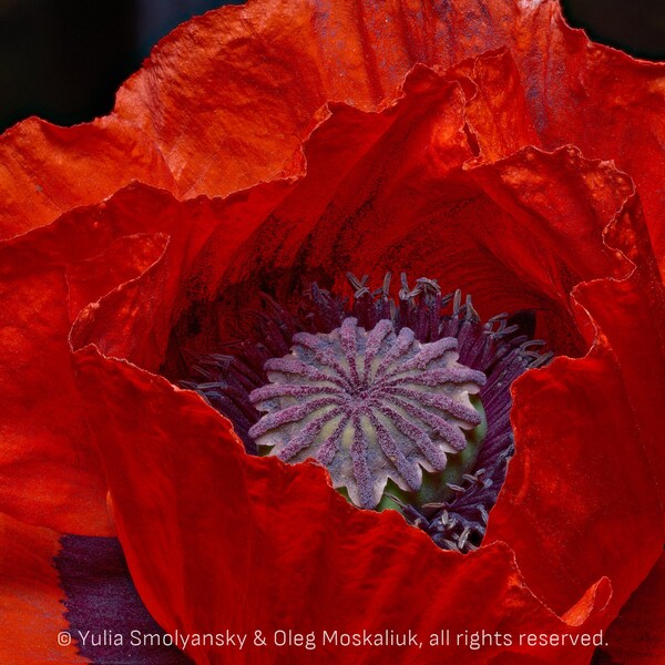 Red poppy photo. Close up flower. Oregon photography. Pacific Northwest nature. Nature macro photography. Wall art. Large print.