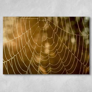 Morning Dew on the Spider Web in the Oregon Forest, Nature Photography of the Misty Morning with Water Droplets, Fine Art Photo