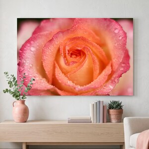 May include: Close-up of a vibrant rose canvas print. The flower features a gradient of colors, from a deep pink on the outer petals to a warm orange center. Tiny water droplets glisten on the petals, enhancing the natural beauty of the rose.