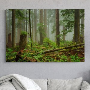 Oregon Ancient Forest Landscape Photo Print, Pacific Northwest Evergreen Trees, Lush Greenery of Enchanted Forest, Serene Nature Photography