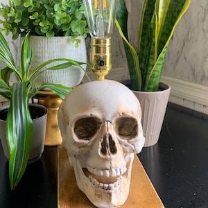 Pirate Inspired Skull Accent Lamp with Edison Bulb - Honey Stained Base