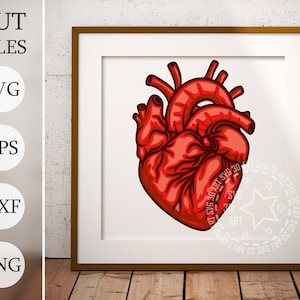 Puede incluir: Una ilustración de un corazón anatómico rojo, que muestra venas y arterias detalladas. El corazón está aislado sobre un fondo blanco.