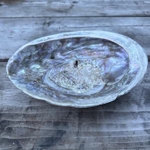 May include: An iridescent abalone shell with a smooth, polished interior surface displaying swirling shades of blue, purple, green, and silver. The shell features a natural, organic oval shape with a slightly uneven, textured rim and small perforations.