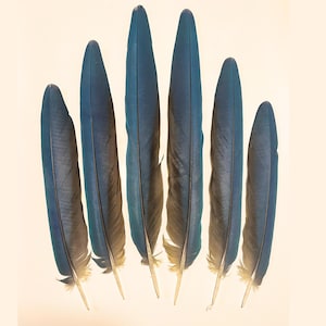 Parrot Tail Feather, Between 9&quot; and 14&quot; - Blue and Gold Macaw