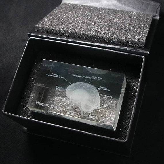 3D Laser Etched Human Brain, Anatomical Model Paperweight, Crystal ...